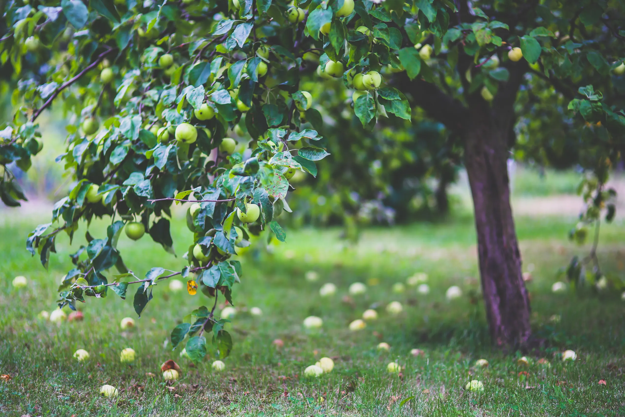 Nue propriété, usufruit, pleine propriété? Quelles différences?